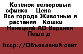Котёнок велюровый сфинкс. › Цена ­ 15 000 - Все города Животные и растения » Кошки   . Ненецкий АО,Верхняя Пеша д.